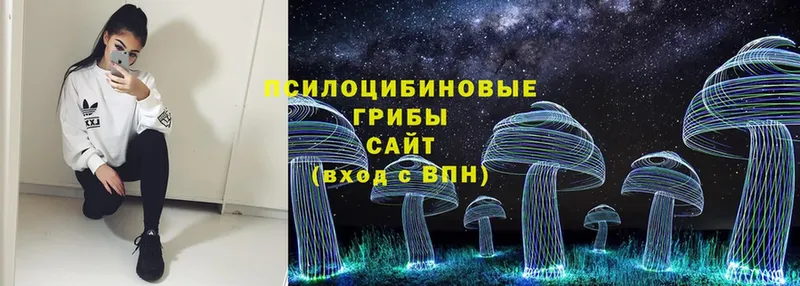 что такое   Искитим  Галлюциногенные грибы Psilocybe 